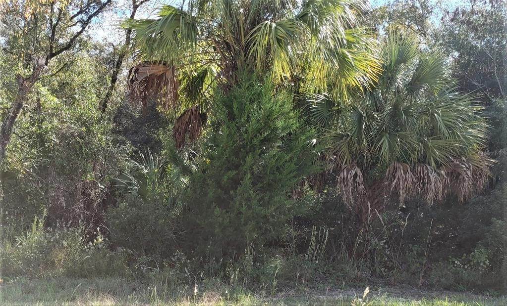 Land for Sale at TBD SE 23RD Place Morriston, Florida 32668 United States