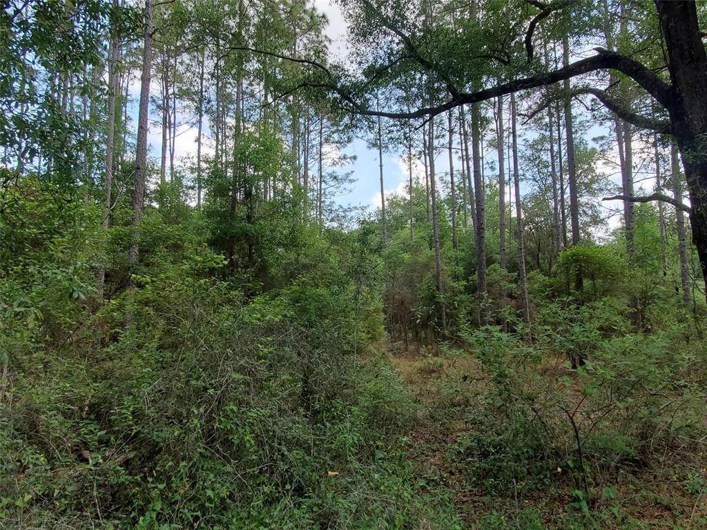 4. Land for Sale at N SR 51 Mayo, Florida 32066 United States
